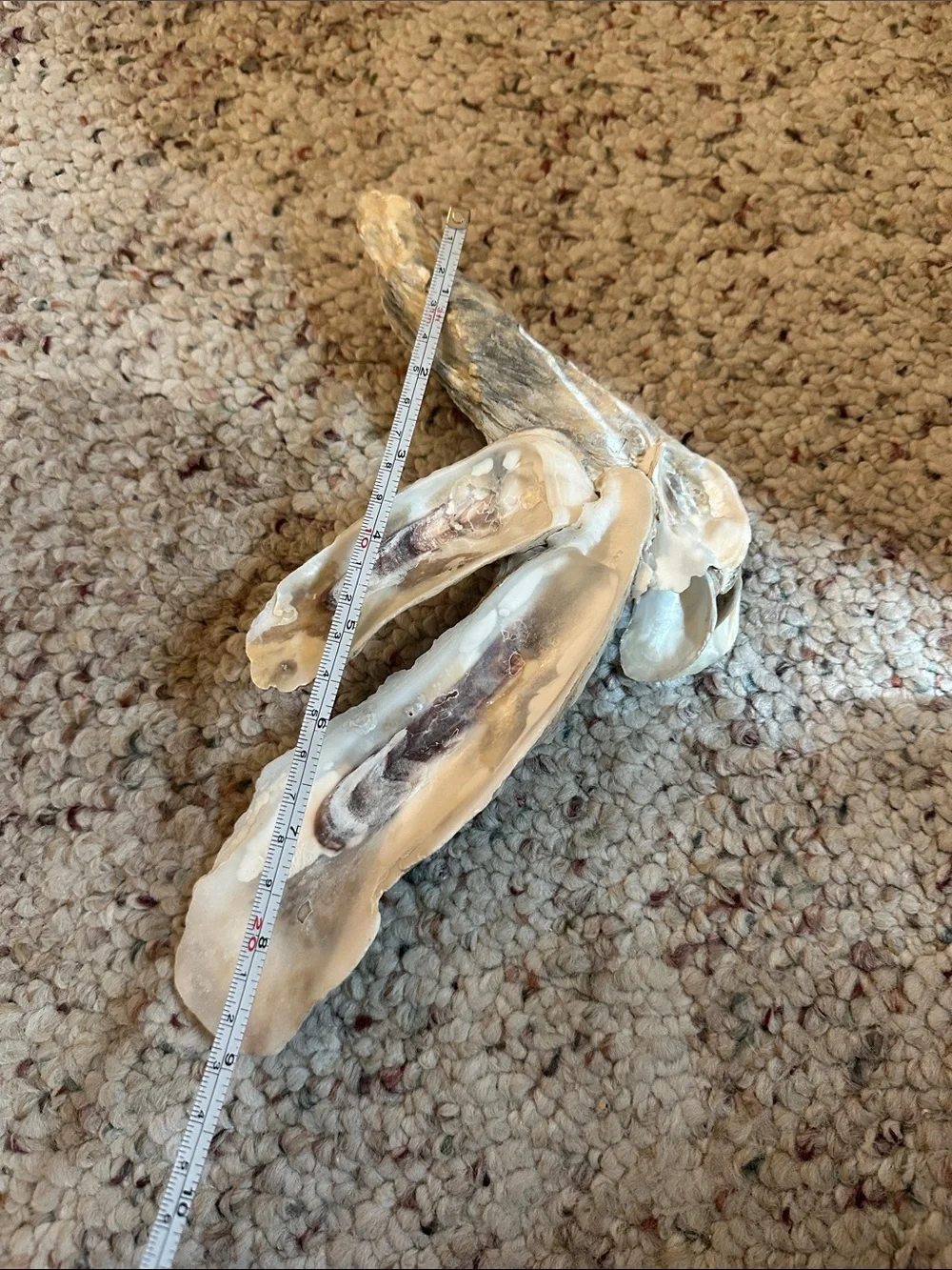 Oyster cluster